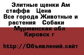 Элитные щенки Ам.стаффа › Цена ­ 25 000 - Все города Животные и растения » Собаки   . Мурманская обл.,Кировск г.